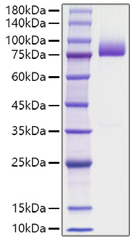 Recombinant human Prothrombin/F2 Protein