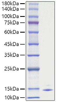 Recombinant Human CCL5/RANTES Protein