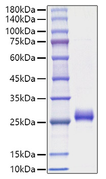 Recombinant Human Interferon omega-1/IFNW1 Protein