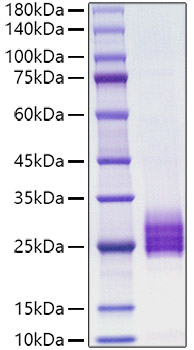 Recombinant human IL-25/IL-17E Protein