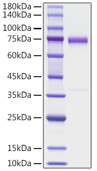 Recombinant human Olfactomedin-4/OLFM4 Protein