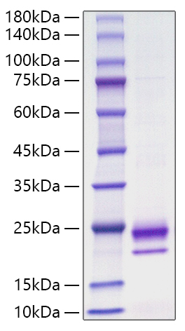 Recombinant Mouse IL-36 gamma/IL-1F9 Protein