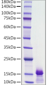 Recombinant Human PDGF-BB Protein