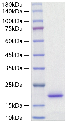 Recombinant Rat IL-2 Protein