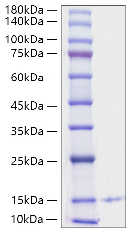 Recombinant Human CXCL4/PF-4 Protein