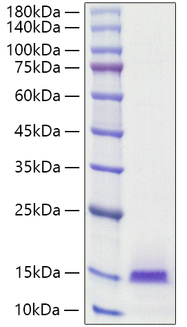 Recombinant Human BCEI/PS2/TFF1 Protein