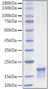 Recombinant Human CCL21/6Ckine Protein