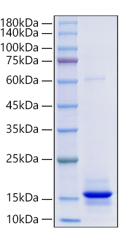 Recombinant Human/Mouse/Rat mature Activin A/INHBA Protein