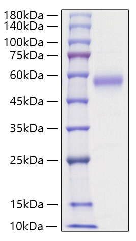 Recombinant Human IL-5RA/CD125 Protein