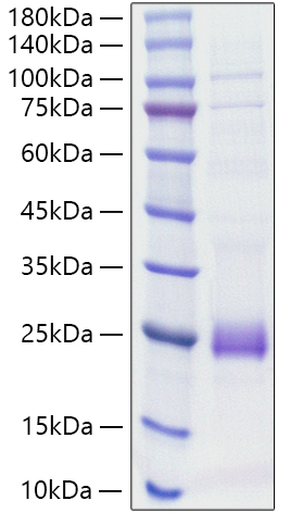 Recombinant Rat IL-1 beta Protein