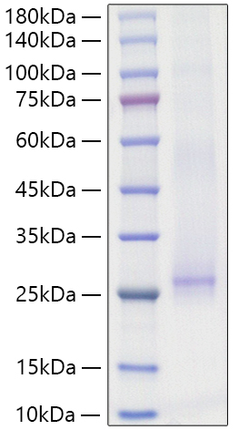 Recombinant Mouse IL-17E Protein