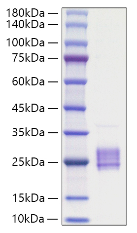 Recombinant Mouse IL-23A/IL-23 p19 Protein