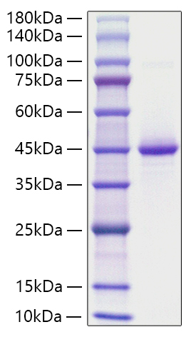 Recombinant Human Neurogranin/NRGN Protein