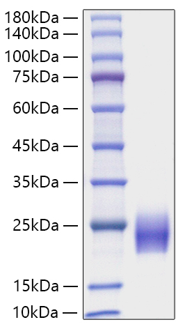 Recombinant Human FSH Beta Protein