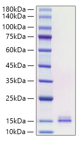 Recombinant Human CCL19/MIP-3 beta Protein