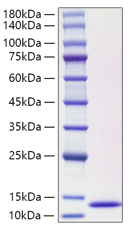 Recombinant Human CCL3L1 Protein