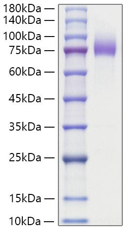 Recombinant Human MUC-16/CA125 Protein