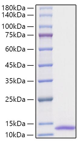 Recombinant Human CXCL1/GRO-alpha Protein