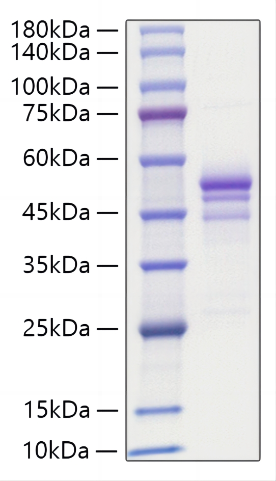 Recombinant Human Gastrin-releasing peptide/GRP Protein