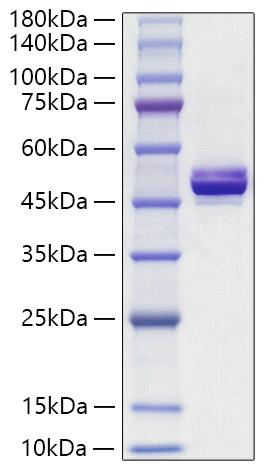 Recombinant Human ApolipoproteinA-IV/APOA4 Protein