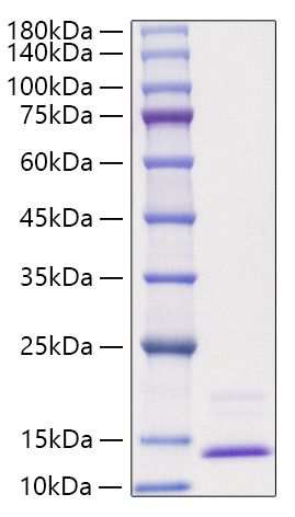 Recombinant Human CCL3/MIP-1 alpha Protein