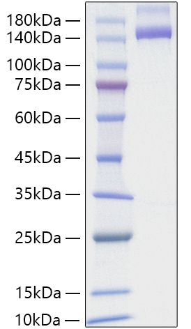 Recombinant Human Neuropilin-2/NRP2/VEGF165R2 Protein