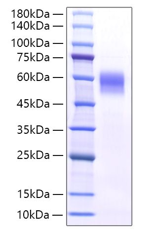 Recombinant Mouse IL-6RA/CD126 Protein