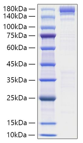 Recombinant Human ACE/CD143 Protein