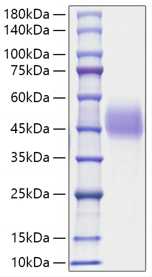 Recombinant Human C1QC Protein