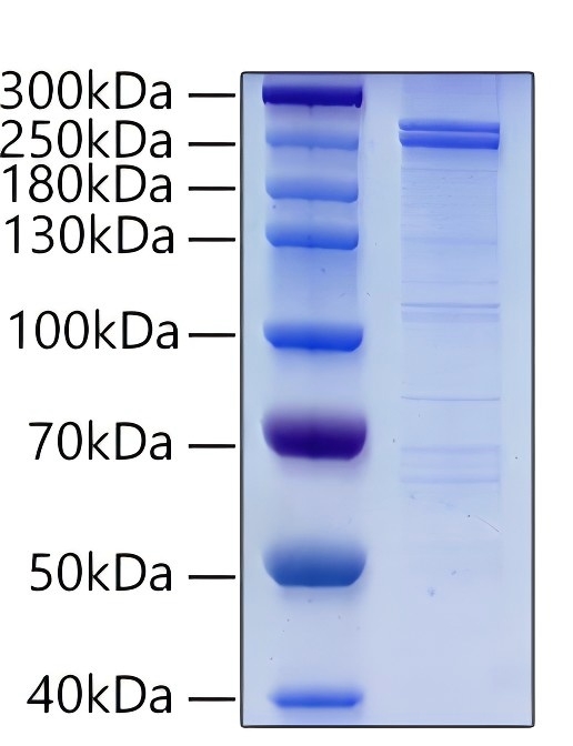 Recombinant Human DNMT1 Protein