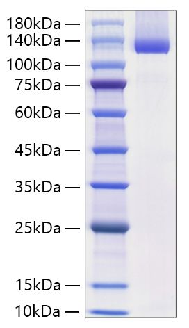 Recombinant Mouse  Neuropilin-1/NRP1/VEGF165R/CD304 Protein