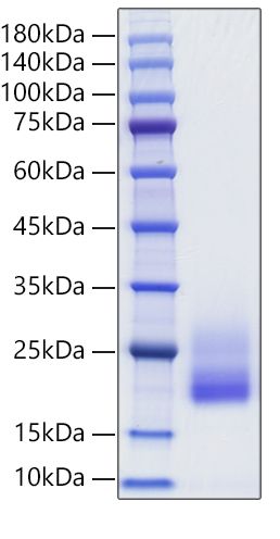 Recombinant Rat IL-4 Protein