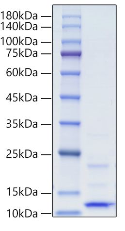 Recombinant Human IGF-I Protein