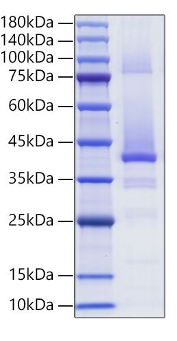 Recombinant Human IGF-II Protein