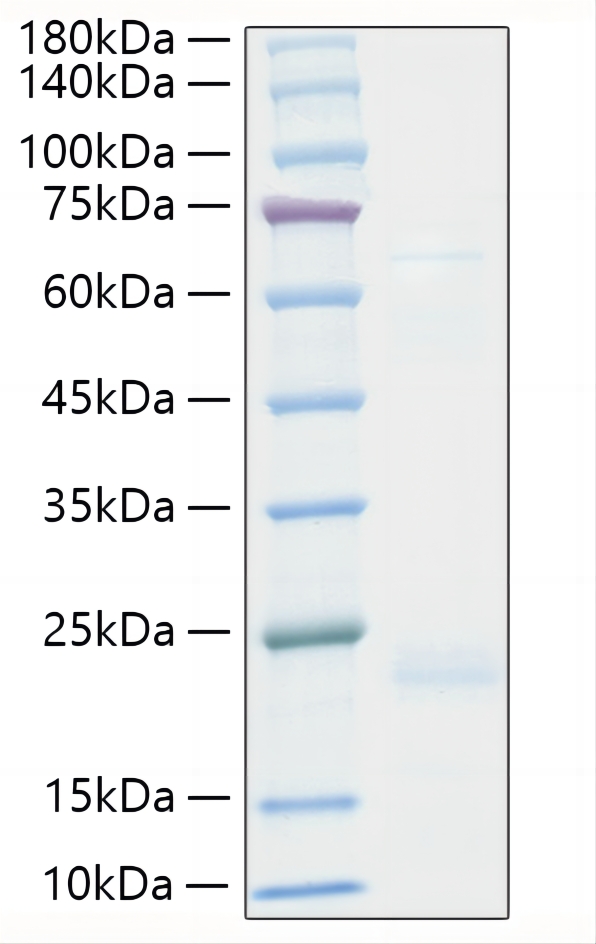 Recombinant Human TNF-beta Protein