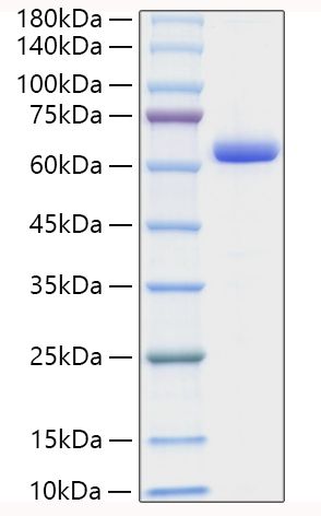 Recombinant Human Collagen I alpha 1/COL1A1 Protein