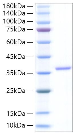 Recombinant Human EREG Protein