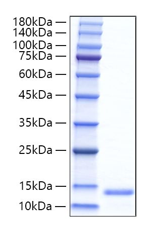 Recombinant Mouse CCL11/Eotaxin Protein