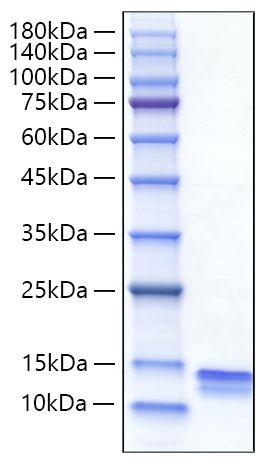 Recombinant Mouse CCL4/MIP-1β Protein