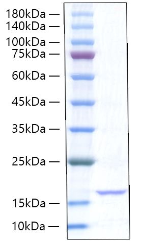 Recombinant Rat TNF-alpha Protein