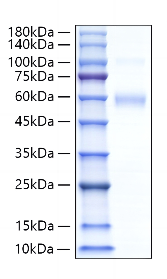 Recombinant Human Siglec-5/CD170 Protein