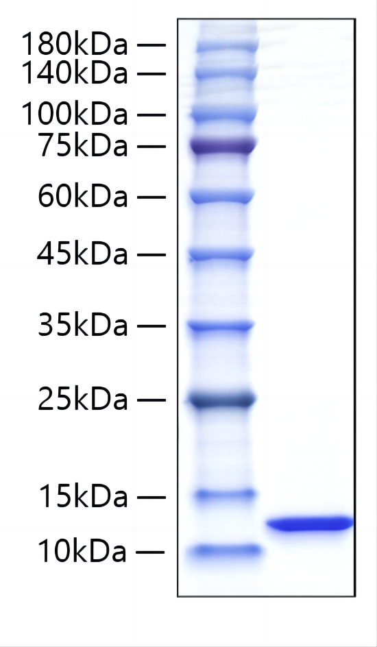 Recombinant Rat  CXCL1/GRO-alpha  Protein