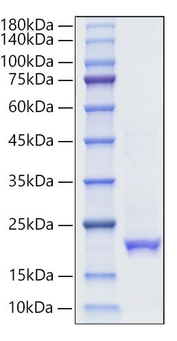 Recombinant Human IFN-alpha 10 Protein