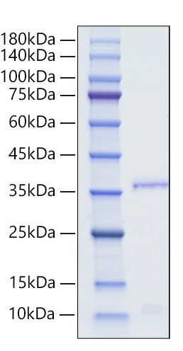 Recombinant Human Orexin-A/Hypocretin/HCRT Protein