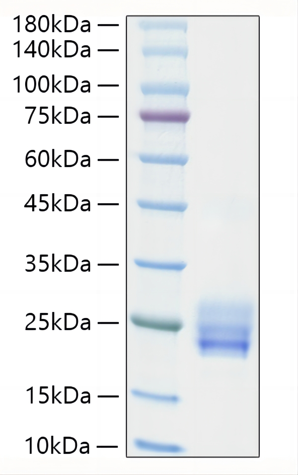 Recombinant Human IL-25/IL-17E Protein