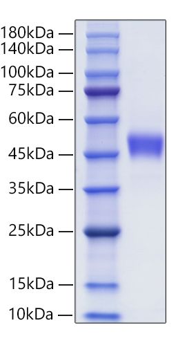 Recombinant Human CXC-chemokine receptor 1/CXCR1 Protein