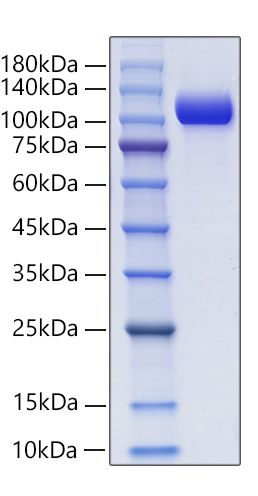 Recombinant Mouse NCAM-1/CD56 Protein