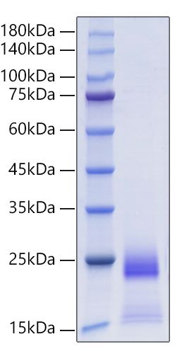 Recombinant Human CCL25/TECK  Protein