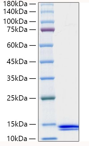 Recombinant Human CCL8/MCP-2 Protein