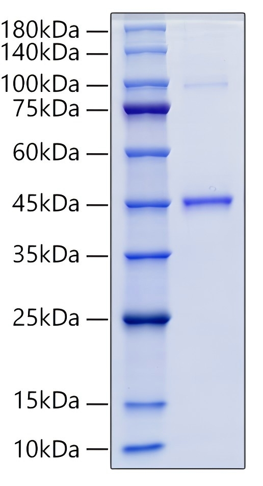 Recombinant Human GDF15 Protein